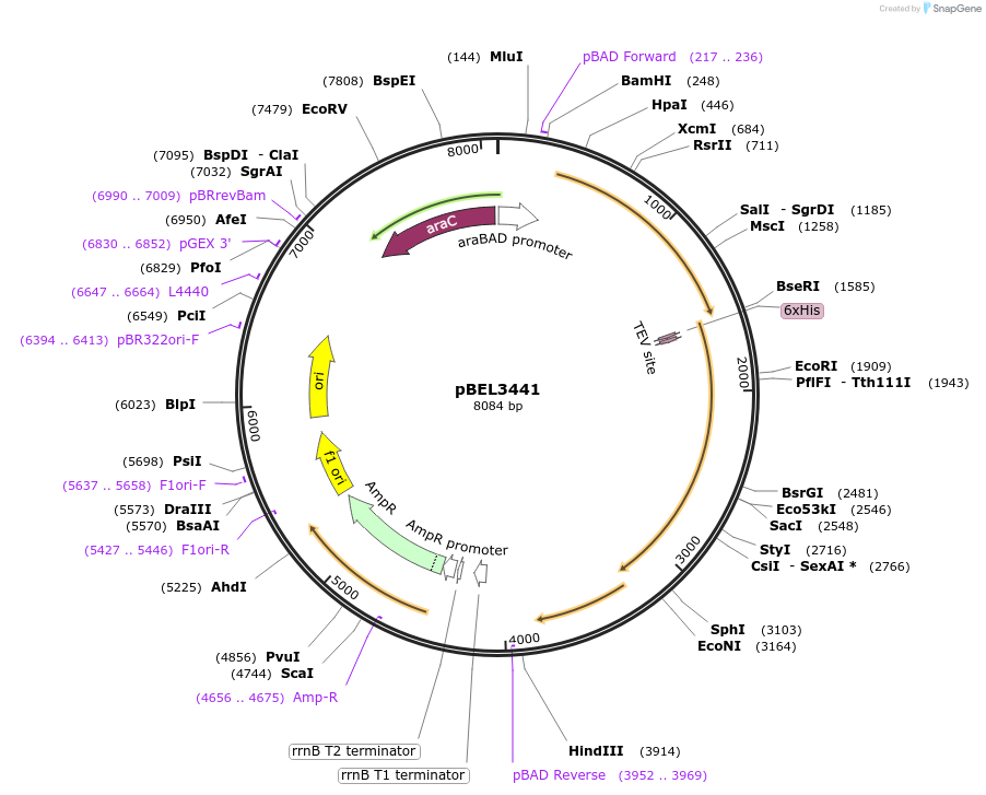 253842-plasmid-map-sequence-id-505703