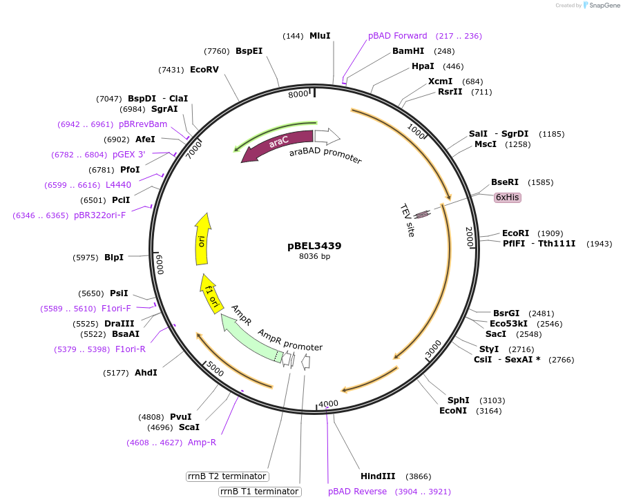 253840-plasmid-map-sequence-id-505705