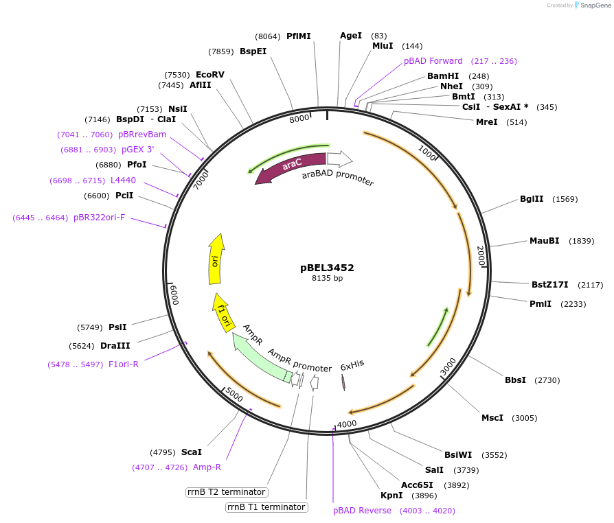 253852-plasmid-map-sequence-id-505706