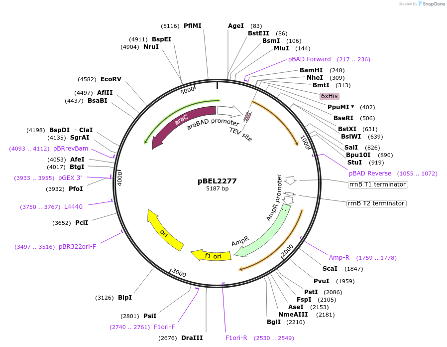 253835-plasmid-map-sequence-id-505709