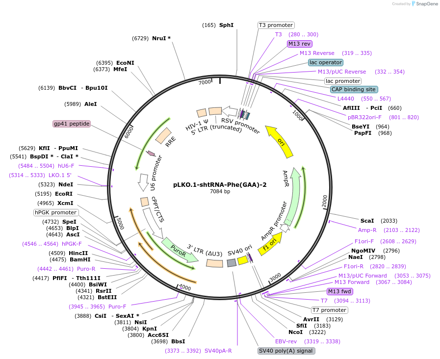 254427-plasmid-map-sequence-id-505710