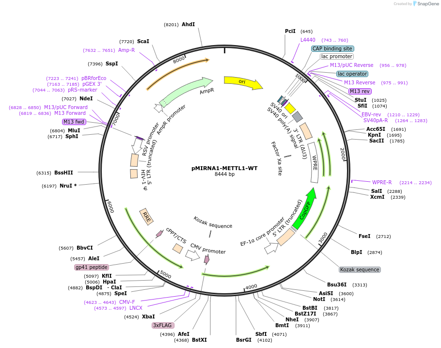 254424-plasmid-map-sequence-id-505711
