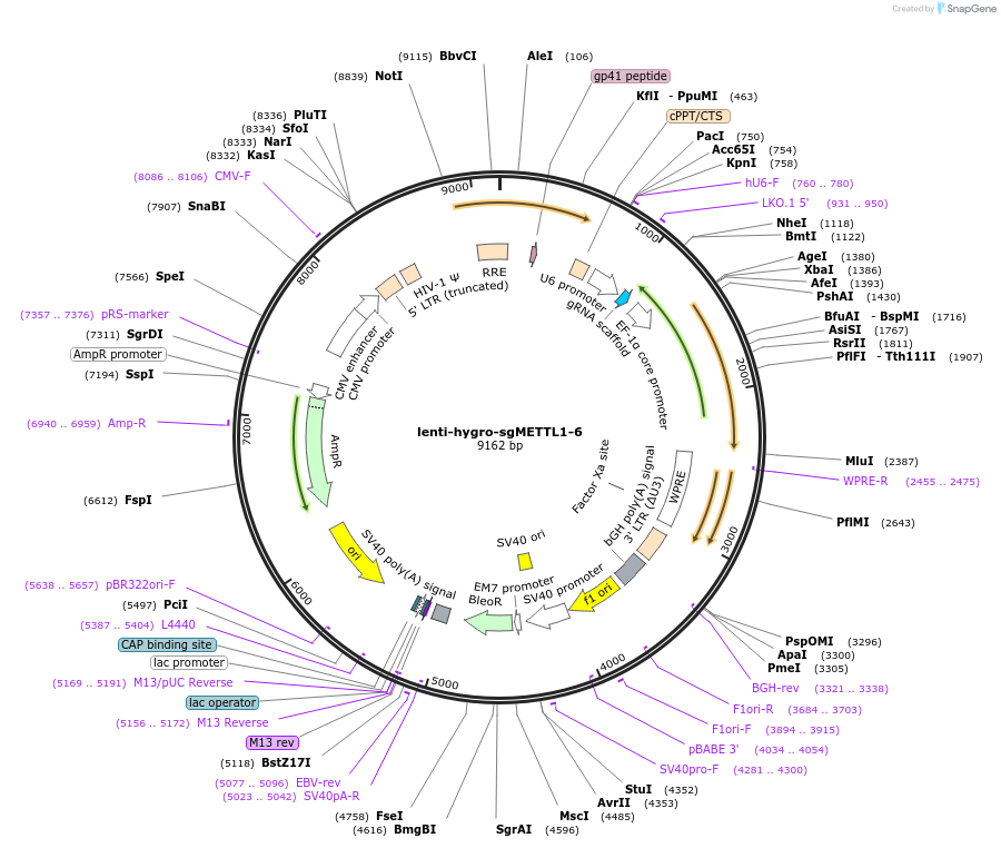 254417-plasmid-map-sequence-id-505712