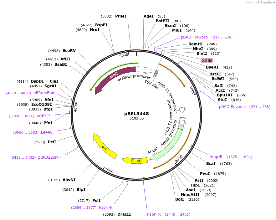 253848-plasmid-map-sequence-id-505713