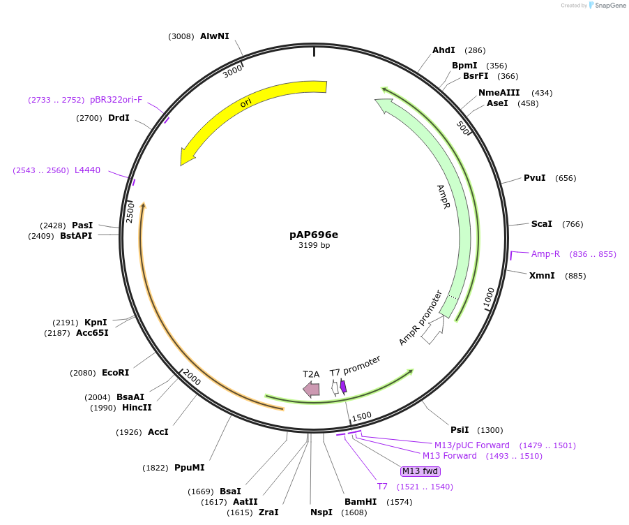 246042-plasmid-map-sequence-id-505714