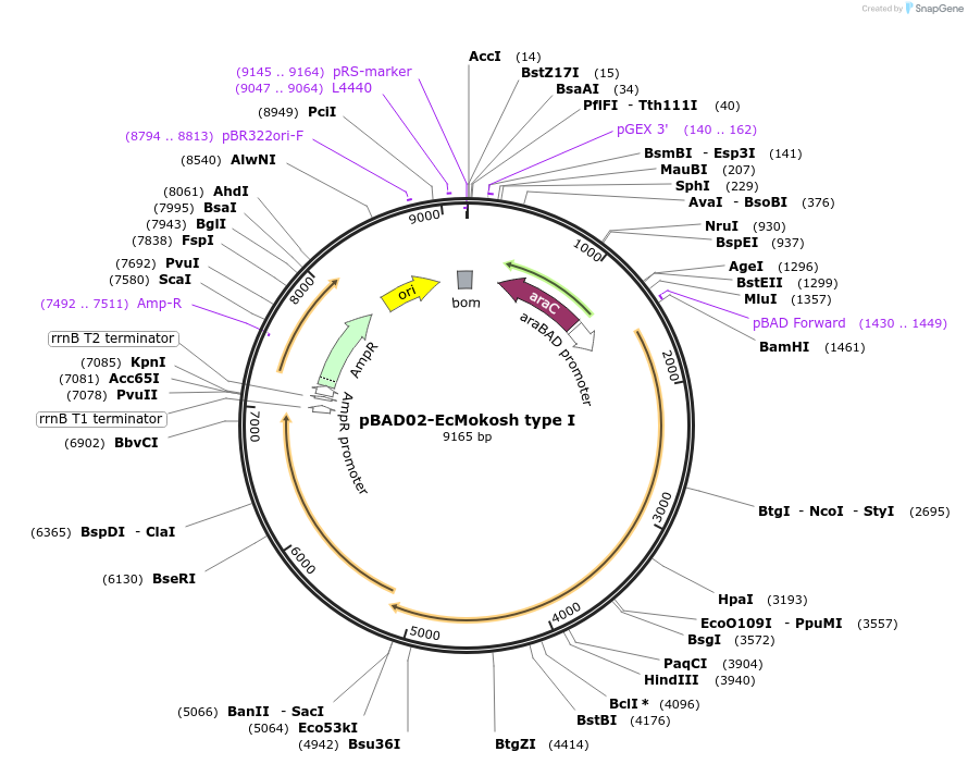 254562-plasmid-map-sequence-id-505715