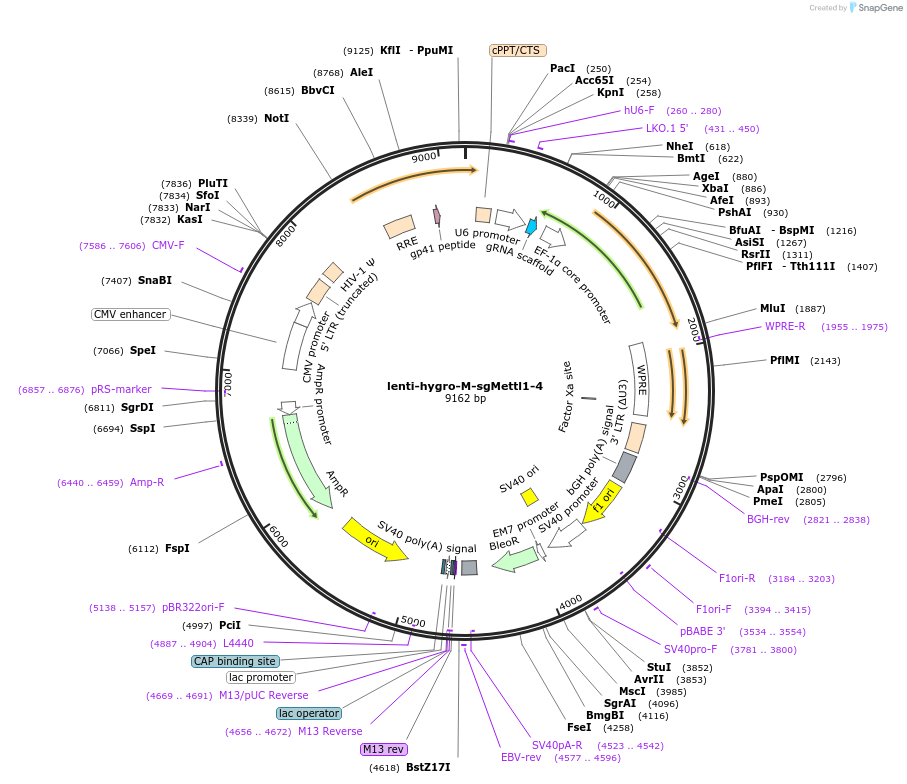 254419-plasmid-map-sequence-id-505716