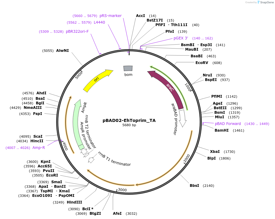254568-plasmid-map-sequence-id-505718