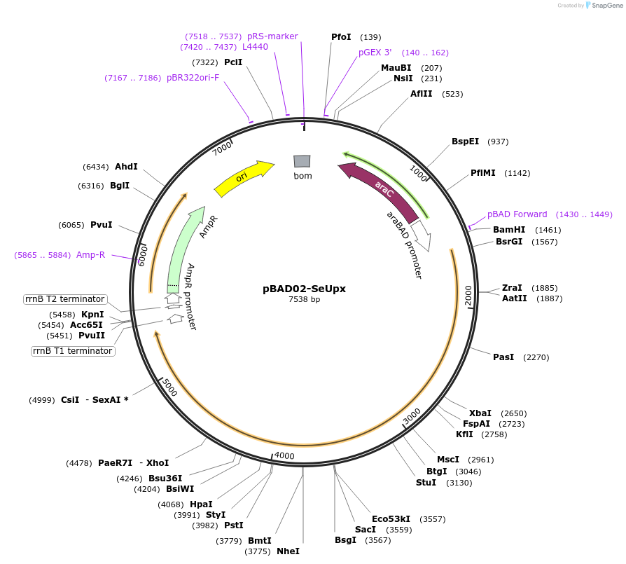 254575-plasmid-map-sequence-id-505719