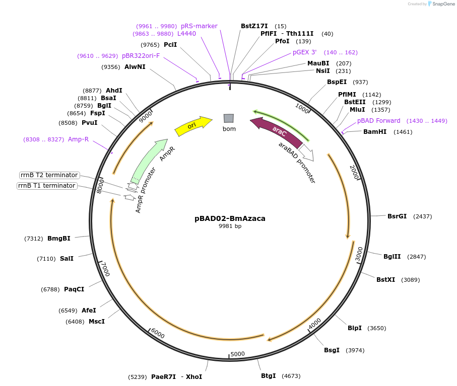 254555-plasmid-map-sequence-id-505720