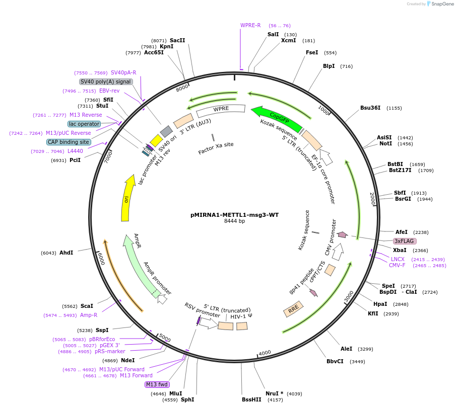 254420-plasmid-map-sequence-id-505721
