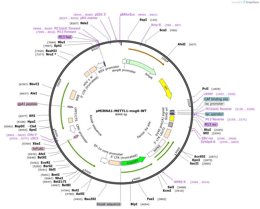 254421-plasmid-map-sequence-id-505722