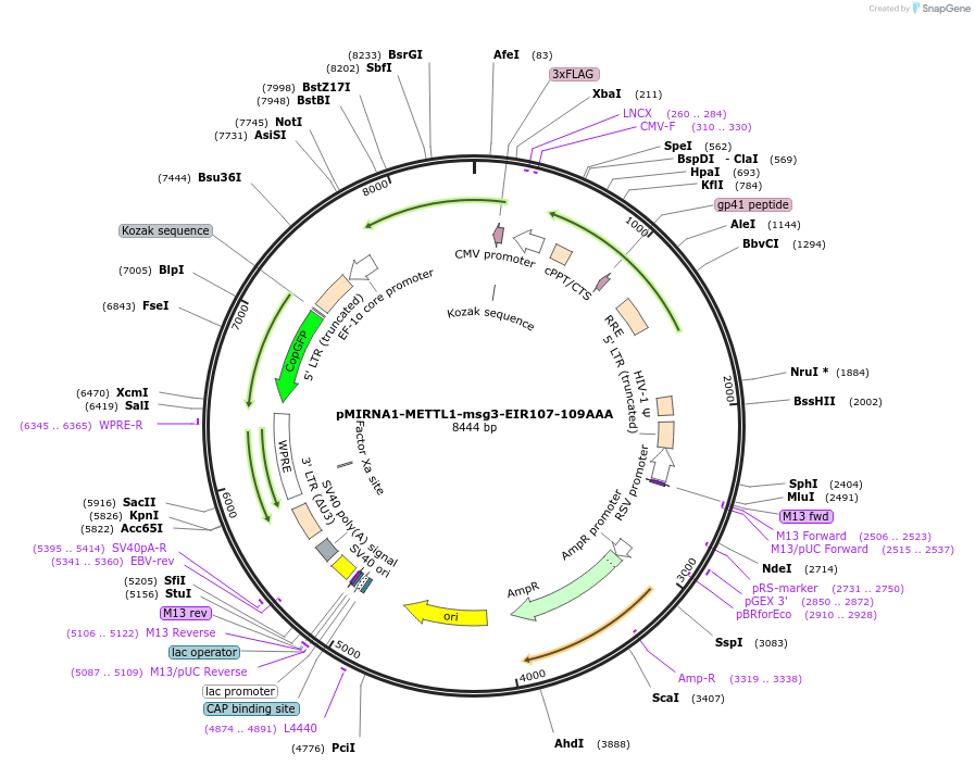 254422-plasmid-map-sequence-id-505723