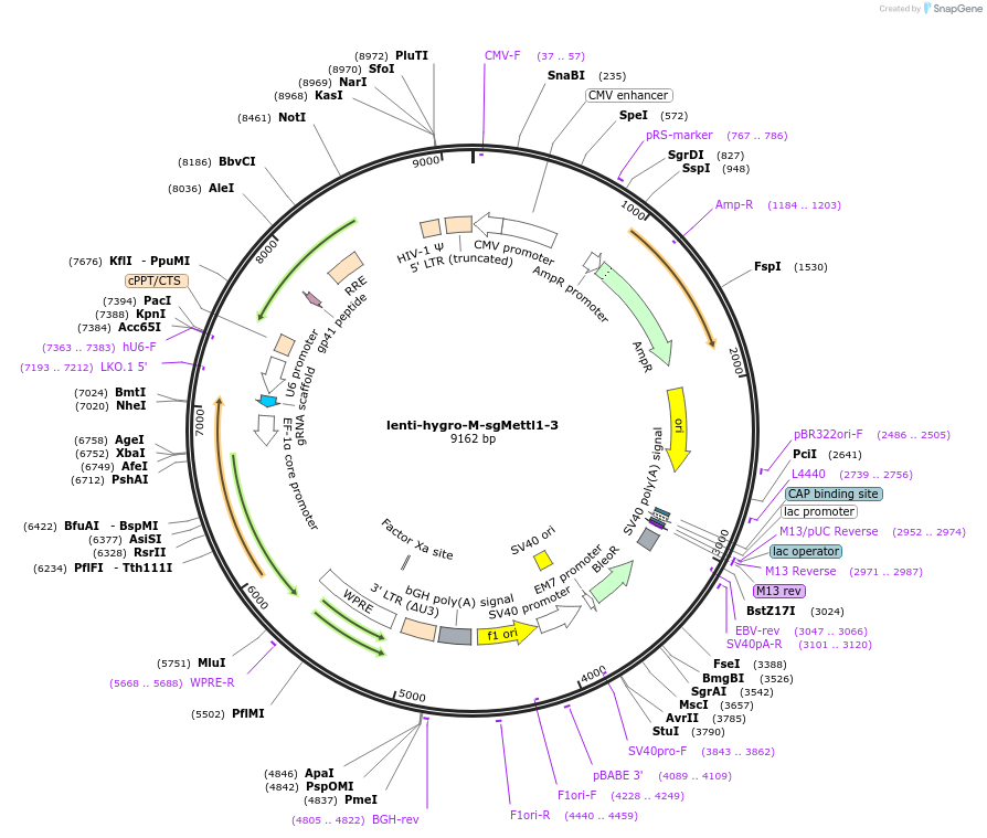 254418-plasmid-map-sequence-id-505724