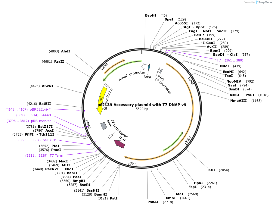 254001-plasmid-map-sequence-id-505727