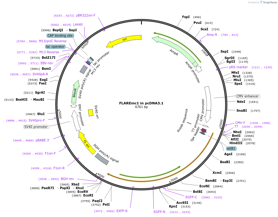 254654-plasmid-map-sequence-id-505728