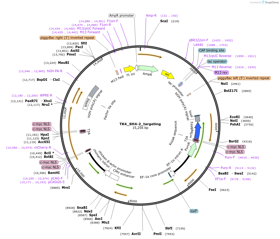 254453-plasmid-map-sequence-id-505729