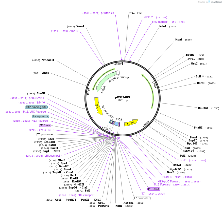 35446-plasmid-map-sequence-id-50573