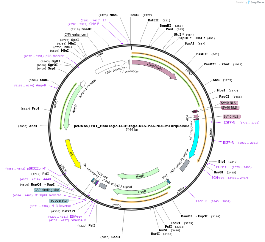 254206-plasmid-map-sequence-id-505732