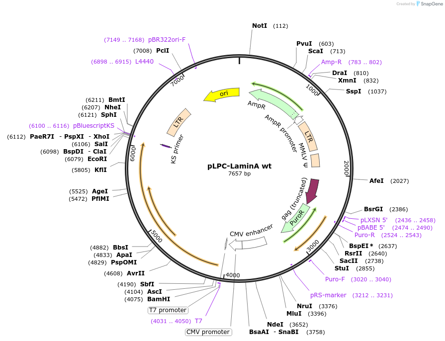 254278-plasmid-map-sequence-id-505734