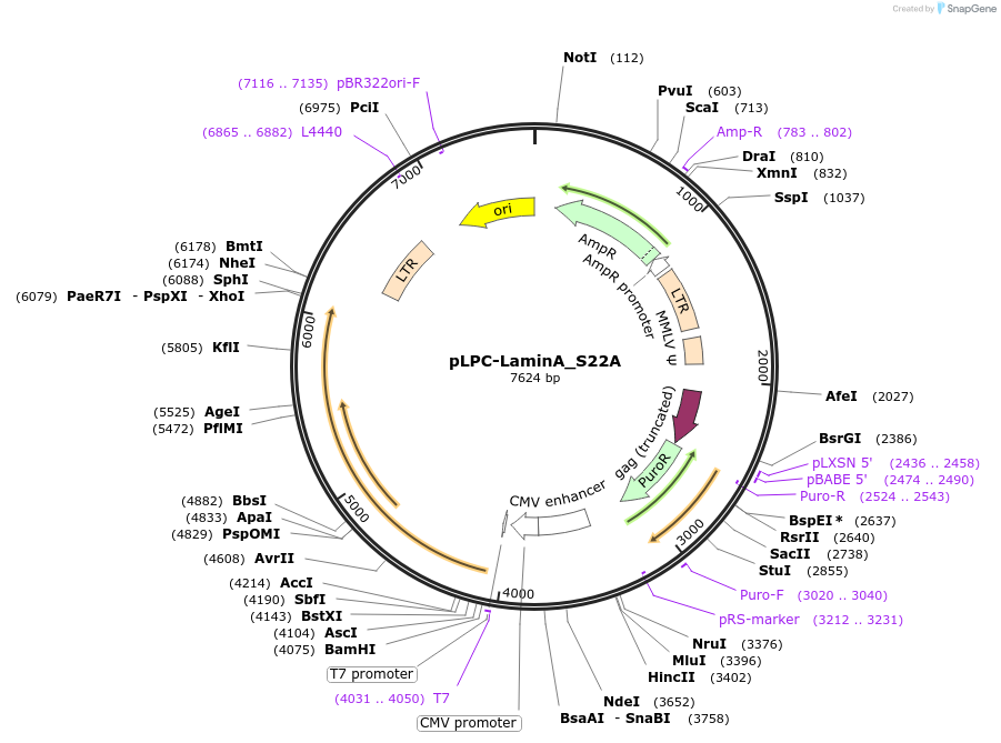 254279-plasmid-map-sequence-id-505739