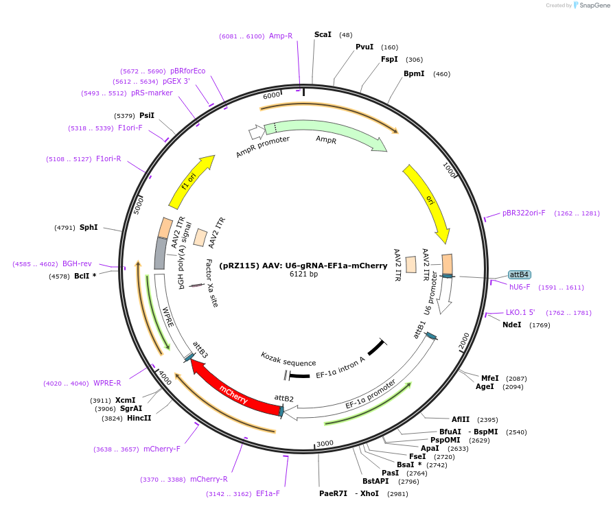254584-plasmid-map-sequence-id-505740