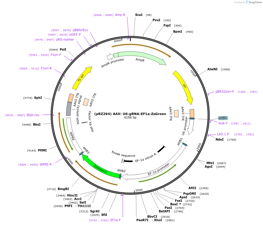 254586-plasmid-map-sequence-id-505744