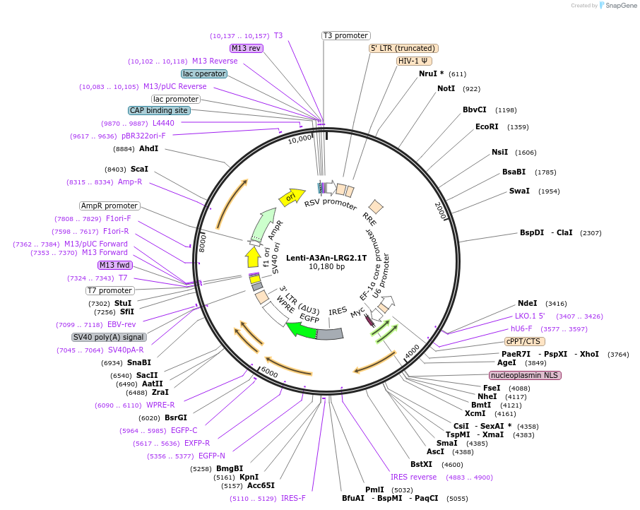 253343-plasmid-map-sequence-id-505747