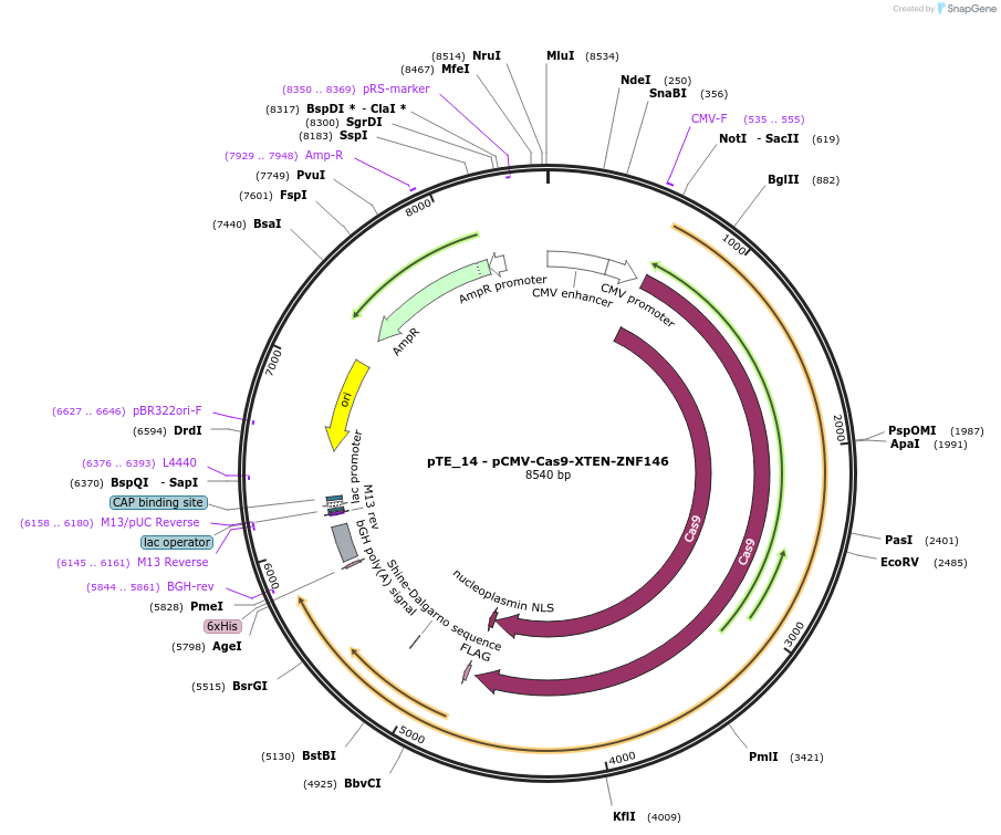 252010-plasmid-map-sequence-id-505748