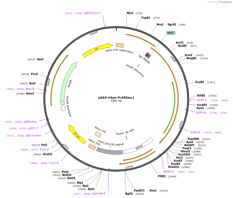 254652-plasmid-map-sequence-id-505749