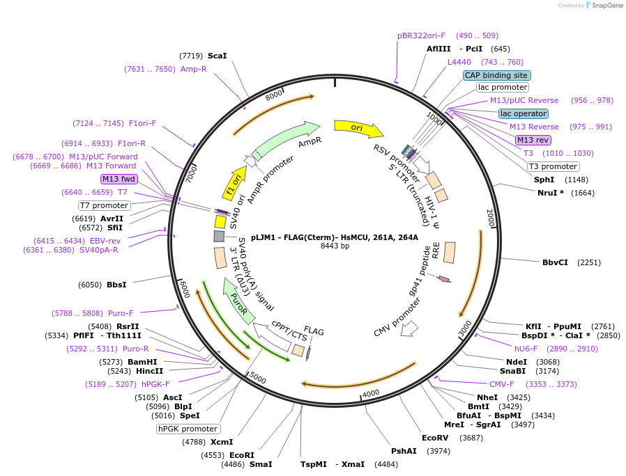 253539-plasmid-map-sequence-id-505756