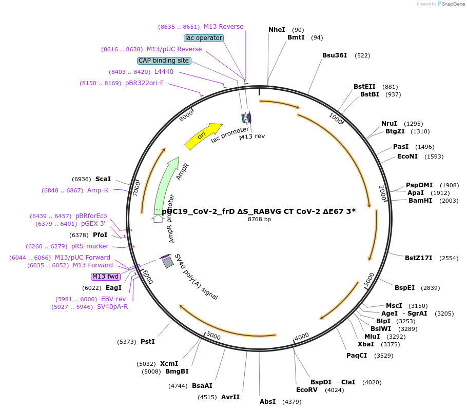 253176-plasmid-map-sequence-id-505758