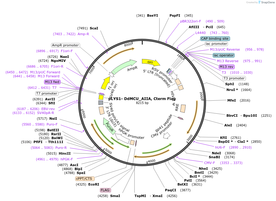 253538-plasmid-map-sequence-id-505760