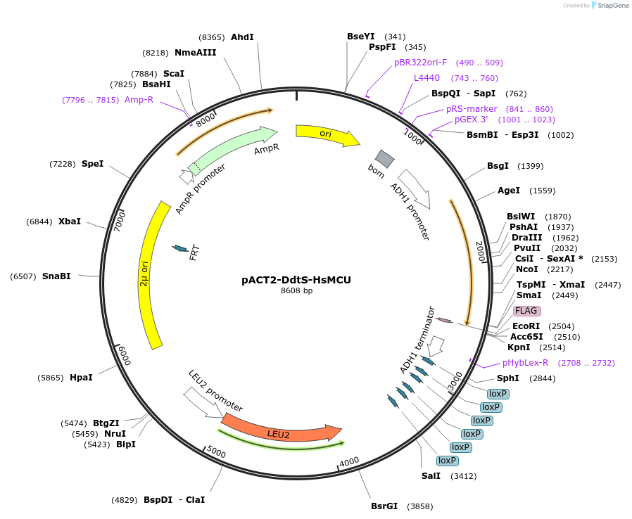 253519-plasmid-map-sequence-id-505761