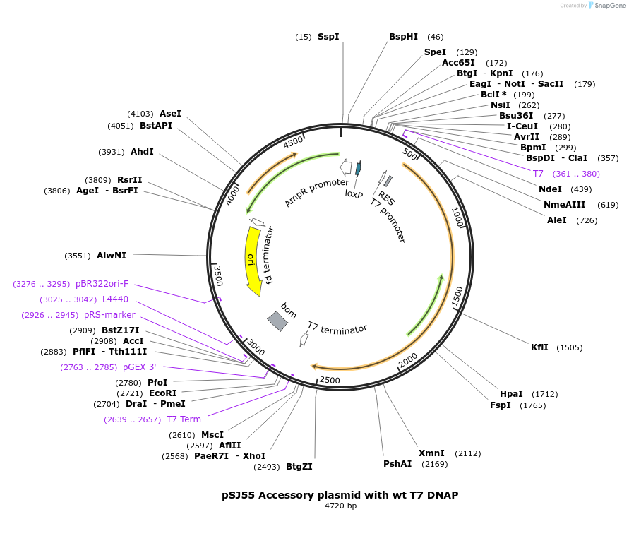 253998-plasmid-map-sequence-id-505762