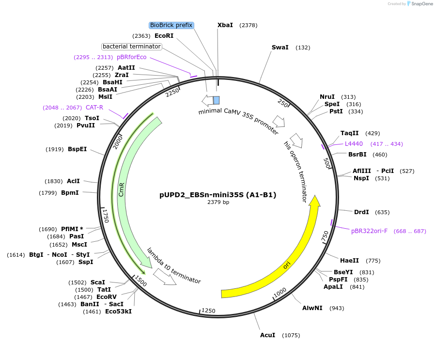 254062-plasmid-map-sequence-id-505764