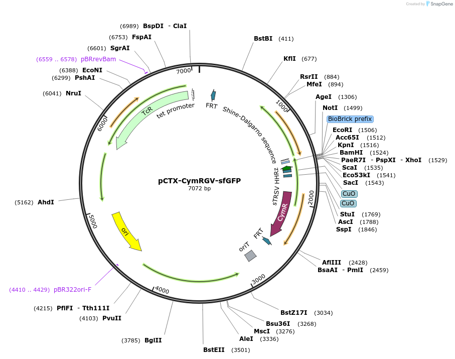 253933-plasmid-map-sequence-id-505765