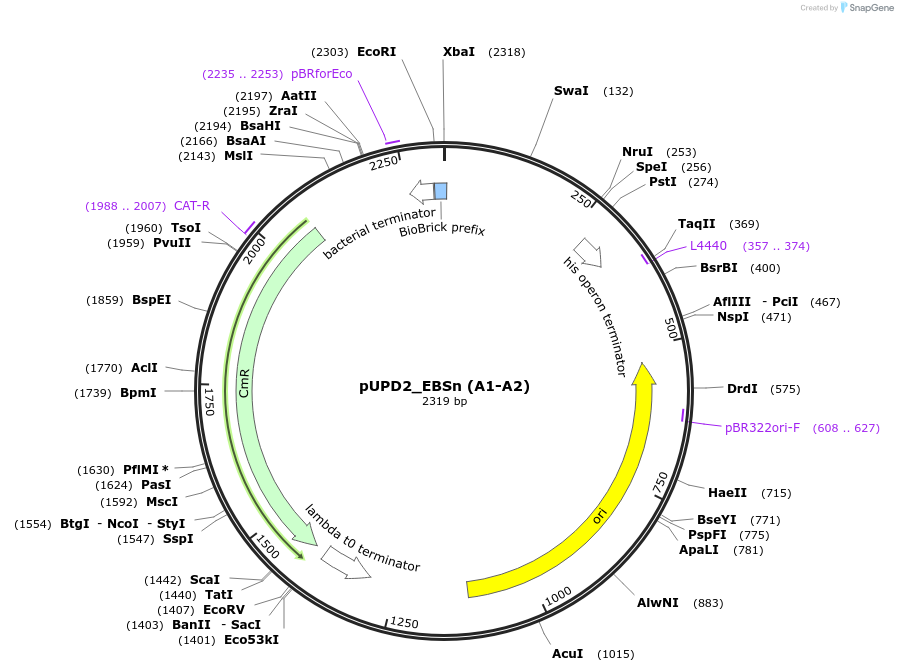 254061-plasmid-map-sequence-id-505766