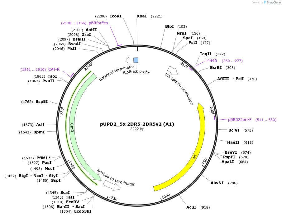 254059-plasmid-map-sequence-id-505767