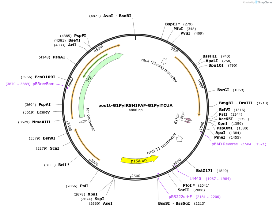253671-plasmid-map-sequence-id-505768