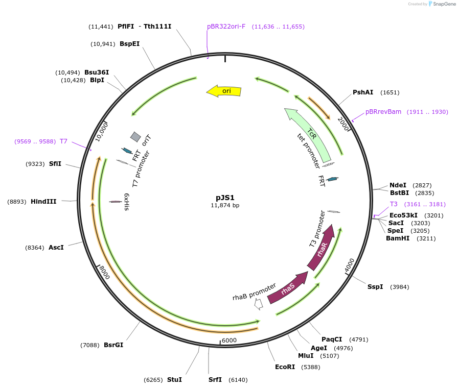 253726-plasmid-map-sequence-id-505771