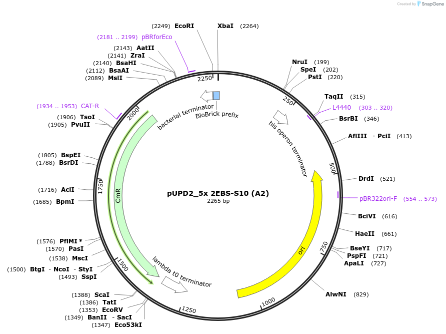254058-plasmid-map-sequence-id-505772