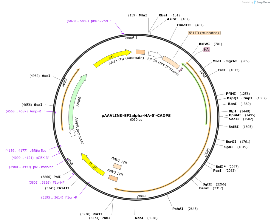 244350-plasmid-map-sequence-id-505774