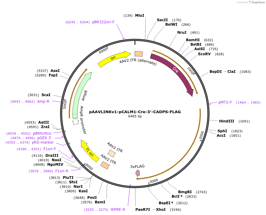 244351-plasmid-map-sequence-id-505775