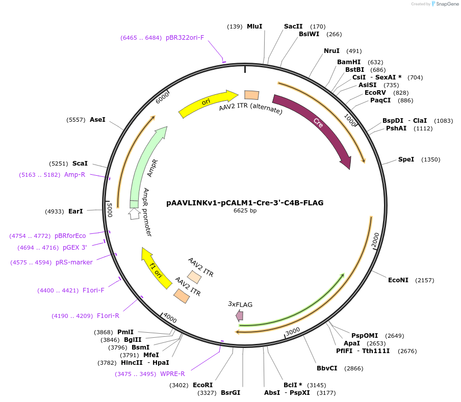 244353-plasmid-map-sequence-id-505776