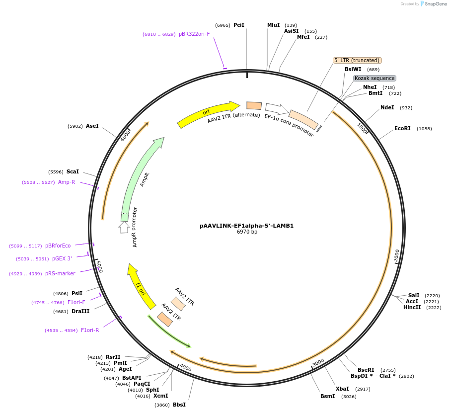 244354-plasmid-map-sequence-id-505777