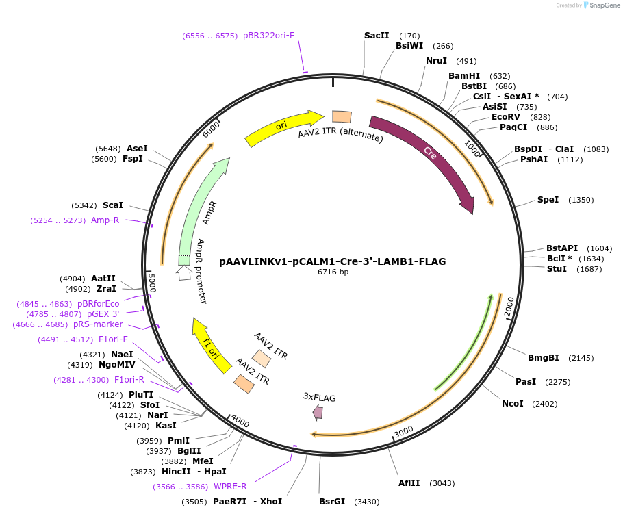 244355-plasmid-map-sequence-id-505778