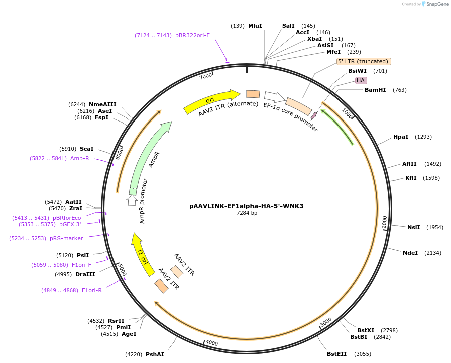 244356-plasmid-map-sequence-id-505779
