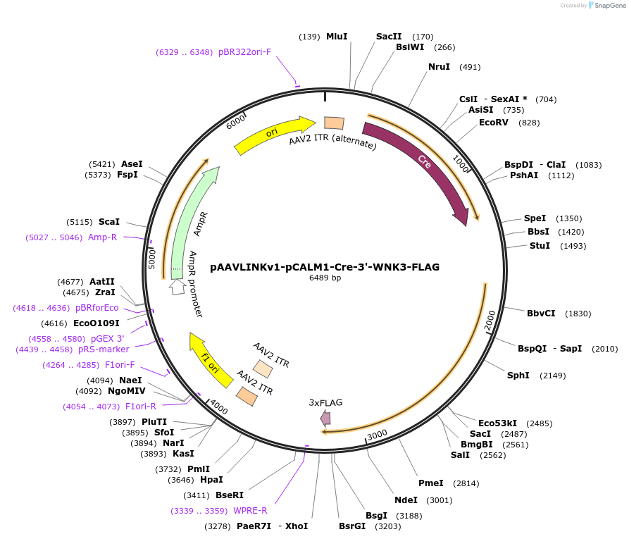 244357-plasmid-map-sequence-id-505780