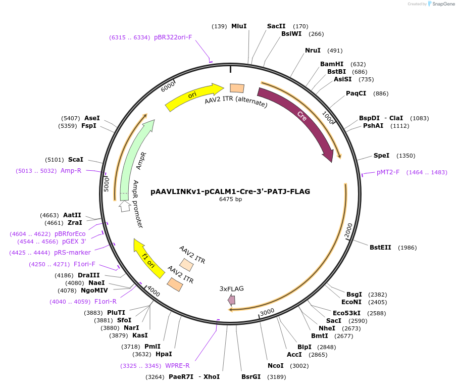 244359-plasmid-map-sequence-id-505781